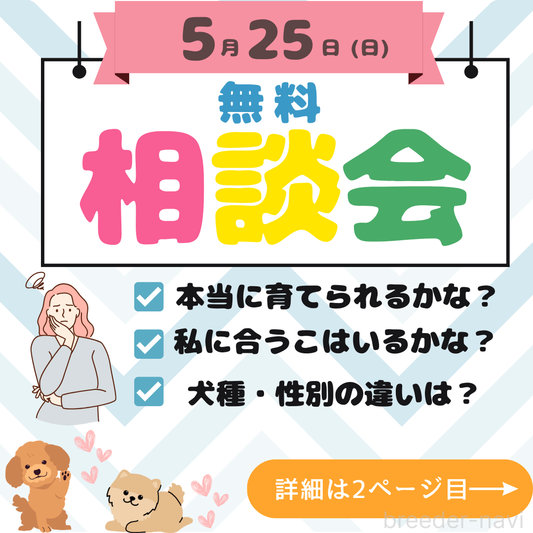 販売中の千葉県のマルプー:マルチーズ×トイプードル-387155の3枚目